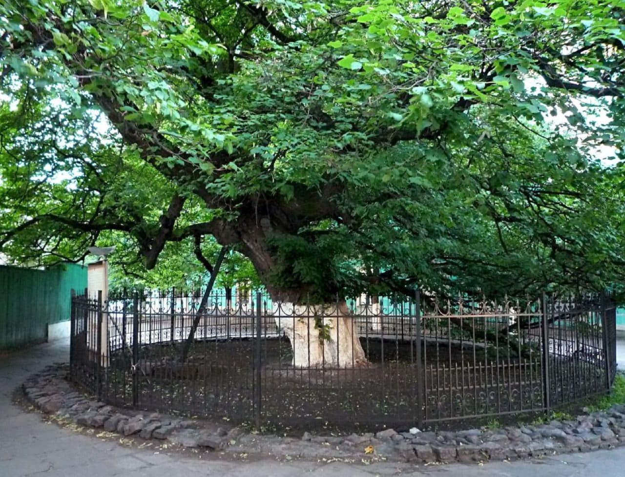 Старая липа
