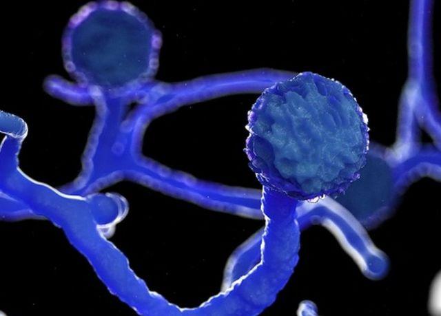 Як пов’язані чорний грибок і коронавірус. Пояснює епідеміолог