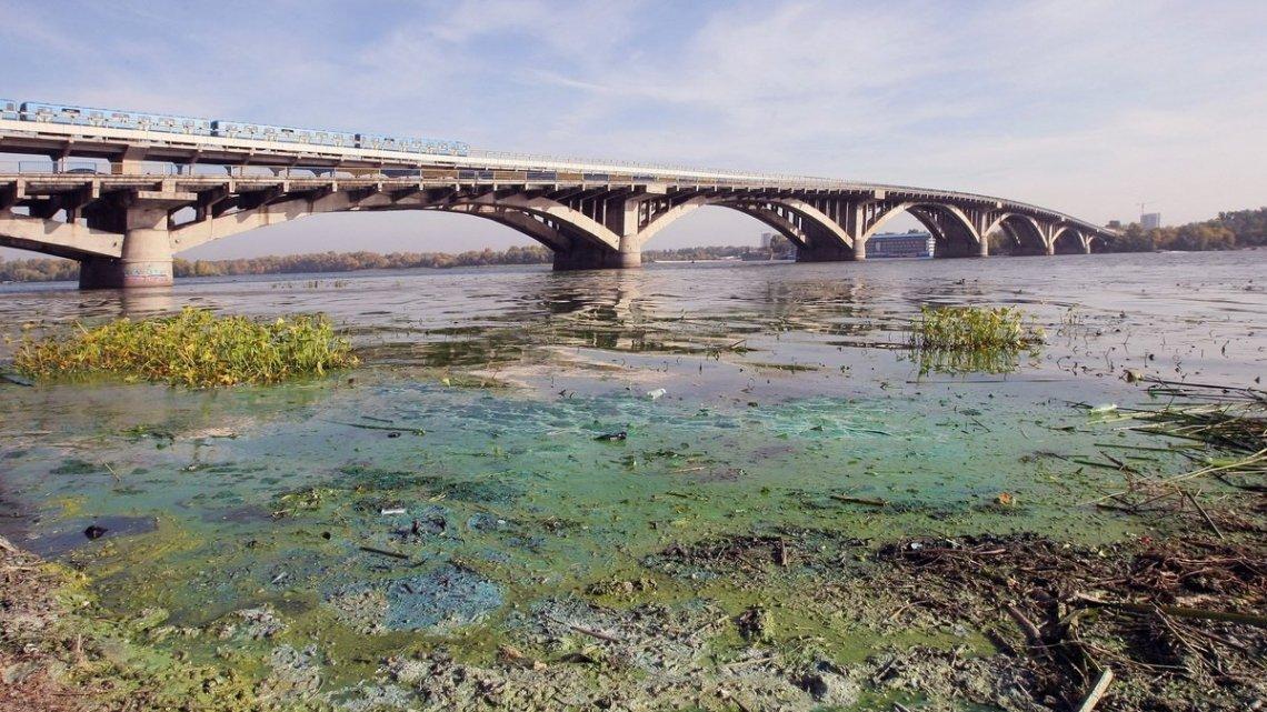 У Дніпрі знову гості з морів із жалами, які псують якість води (ВІДЕО)