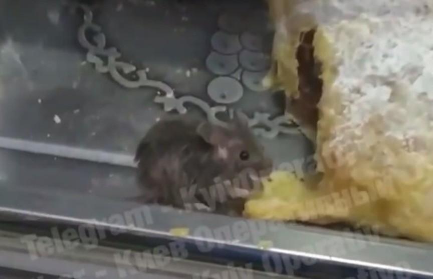 В київському кафе миша ласувала штруделем на прилавку (ВІДЕО)