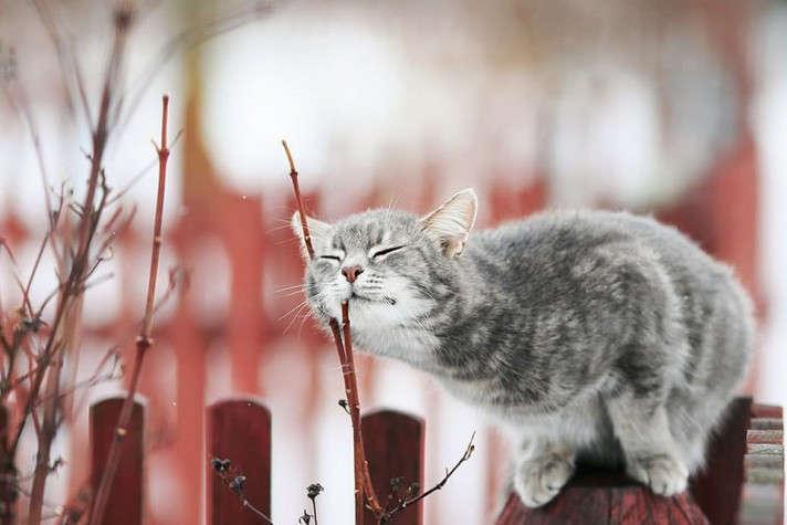 23 лютого в історії: прикмети, свято, традиції