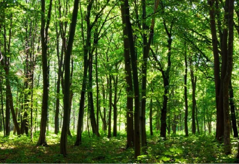 Повернення Києву 3000 га Біличанського лісу: Апеляційний суд розглядатиме справу