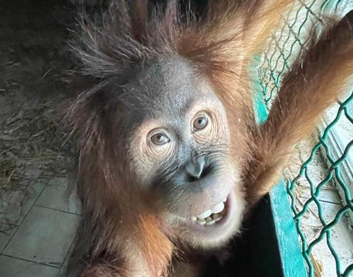 Зоопарк “XII Місяців” відновлює роботу