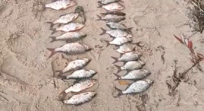 На Київщині від початку року браконьєри наловили риби на понад 133 тисячі гривень