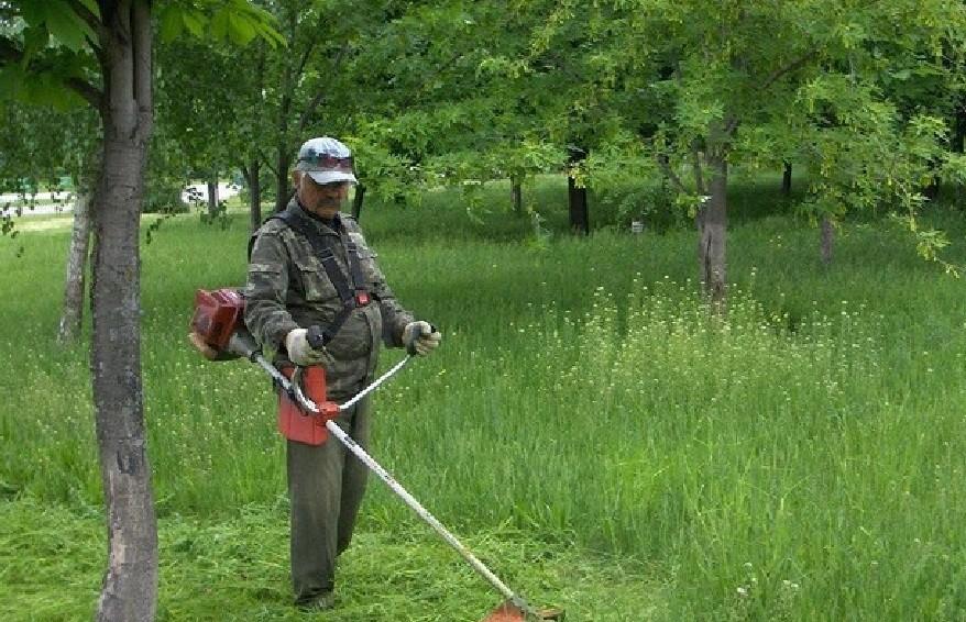 Київські екологи закликали підписати петицію про заборону косити траву