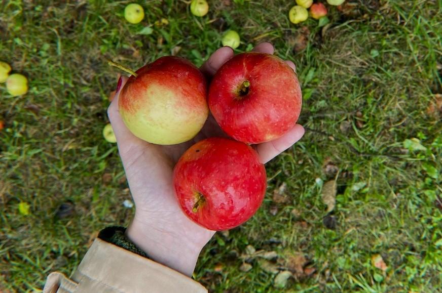 В Україні б’є рекорди ціна на популярний фрукт