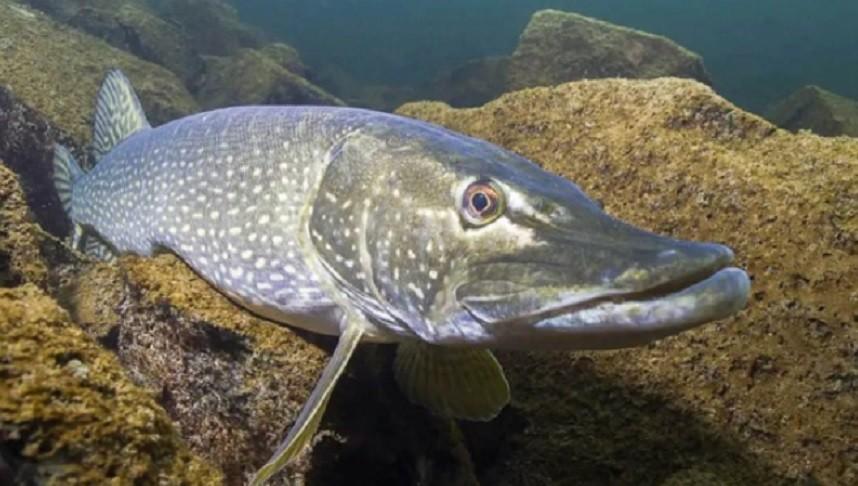 За вилов щуки відсьогодні загрожує штраф до 85 тис. грн чи тюрма