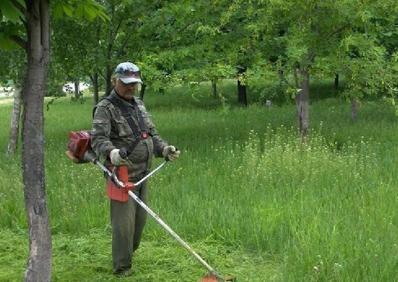 Сезон обурень відкрито: кияни критикують комунальників за скошування трави