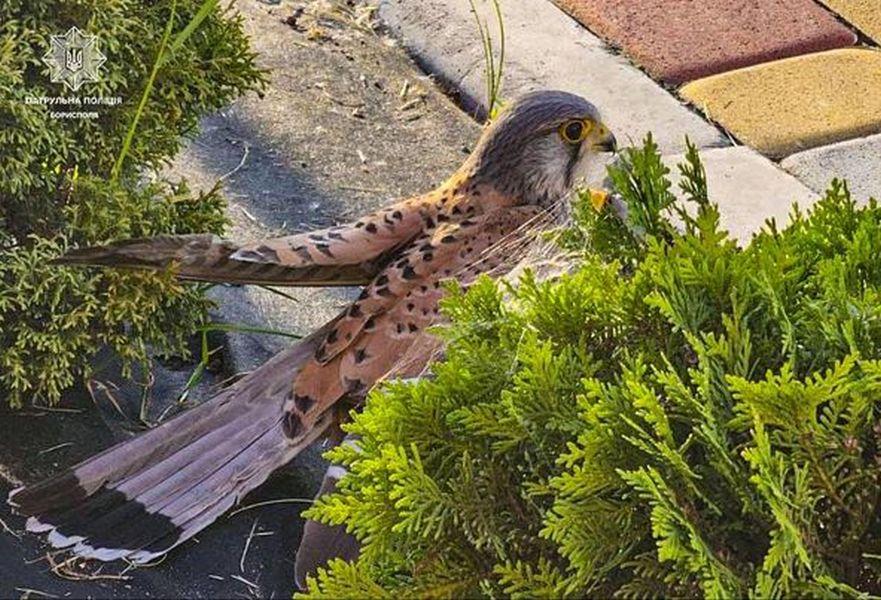 У Борисполі патрульні допомогли врятувати травмованого яструба
