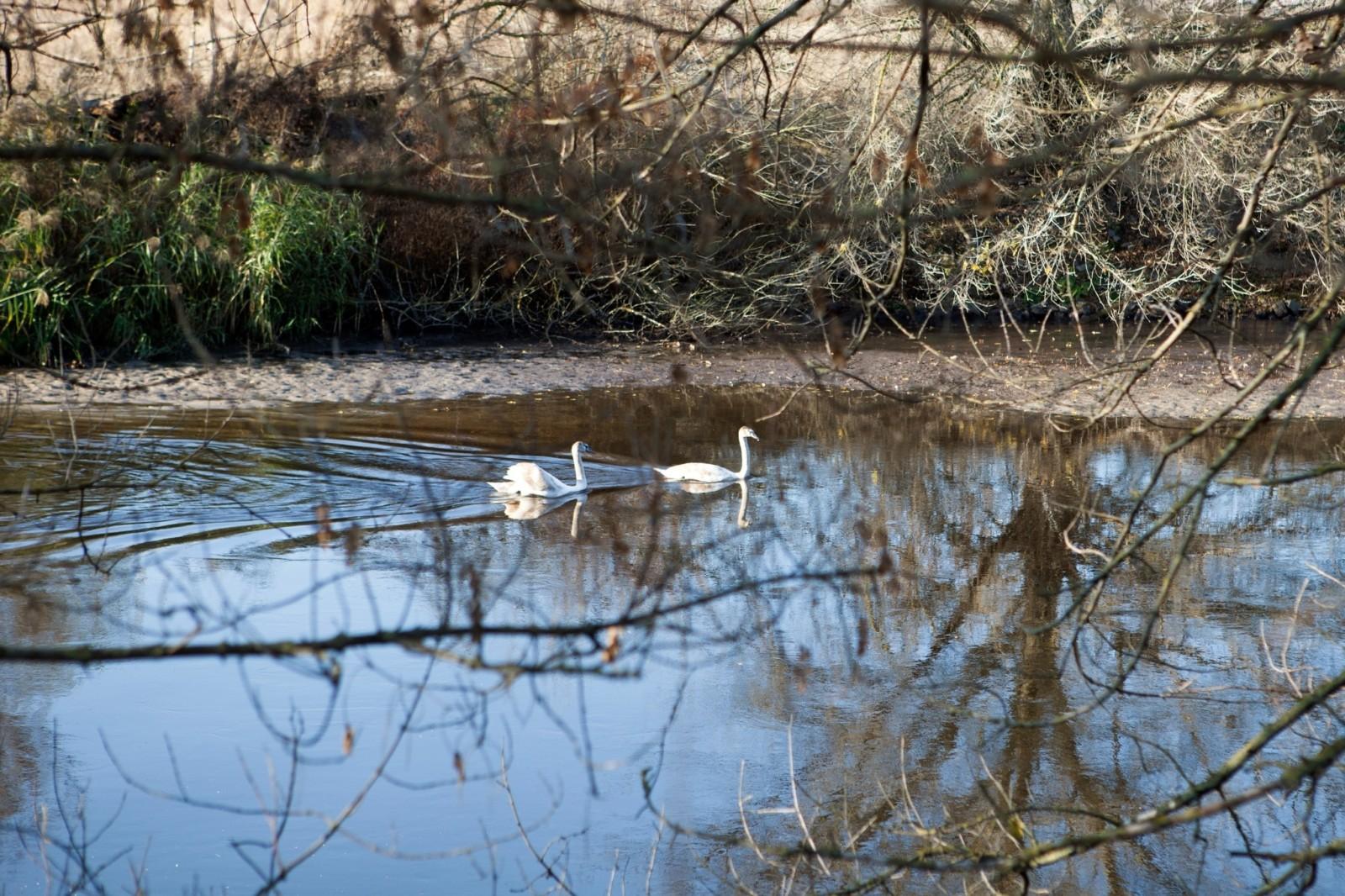 На каналі Бортницької станції аерації оселились лебеді