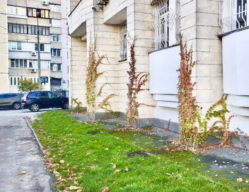 Крадії викопали кущі винограду Вічі у Дарницькому районі