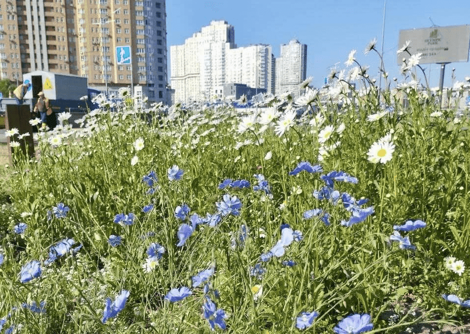 Квітуча Дарниця: проспект Бажана у столиці прикрасили декоративними луками