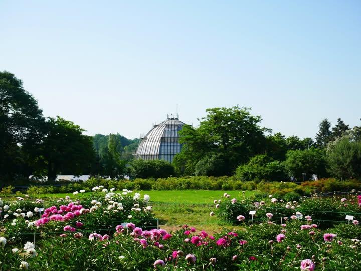 «Не забудова, а реконструкція»: як у ботсаду Києва квадратні метри можуть «оновитись» разом із власниками