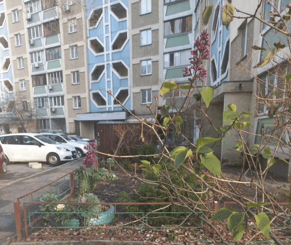 У Києві у січні зацвів бузок