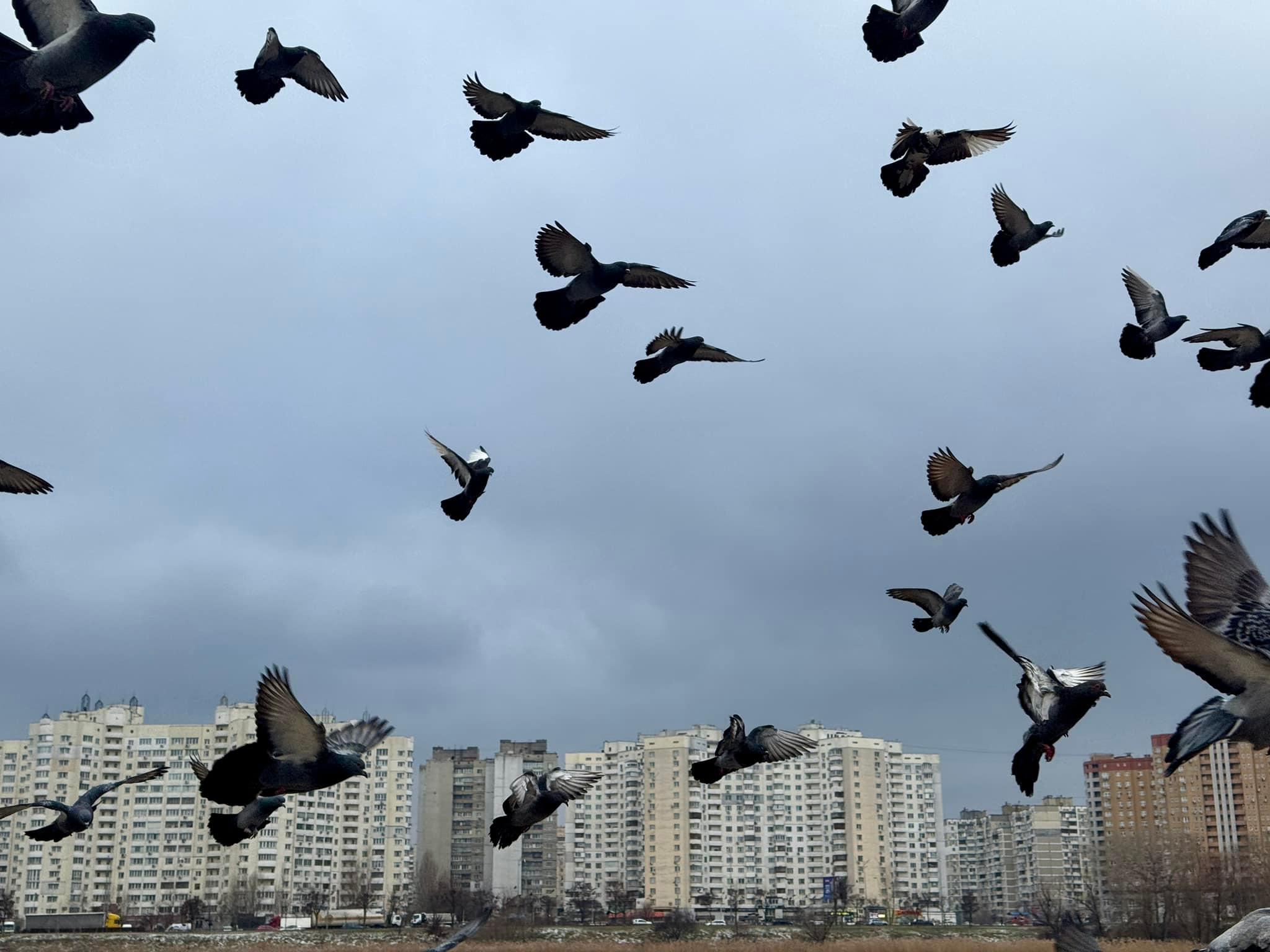 Зима не поспішає: якої погоди чекати киянам на вихідних