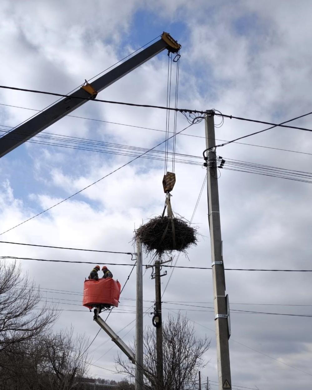 Для київських лелек облаштували нові “апартаменти”, щоб птахи були в безпеці