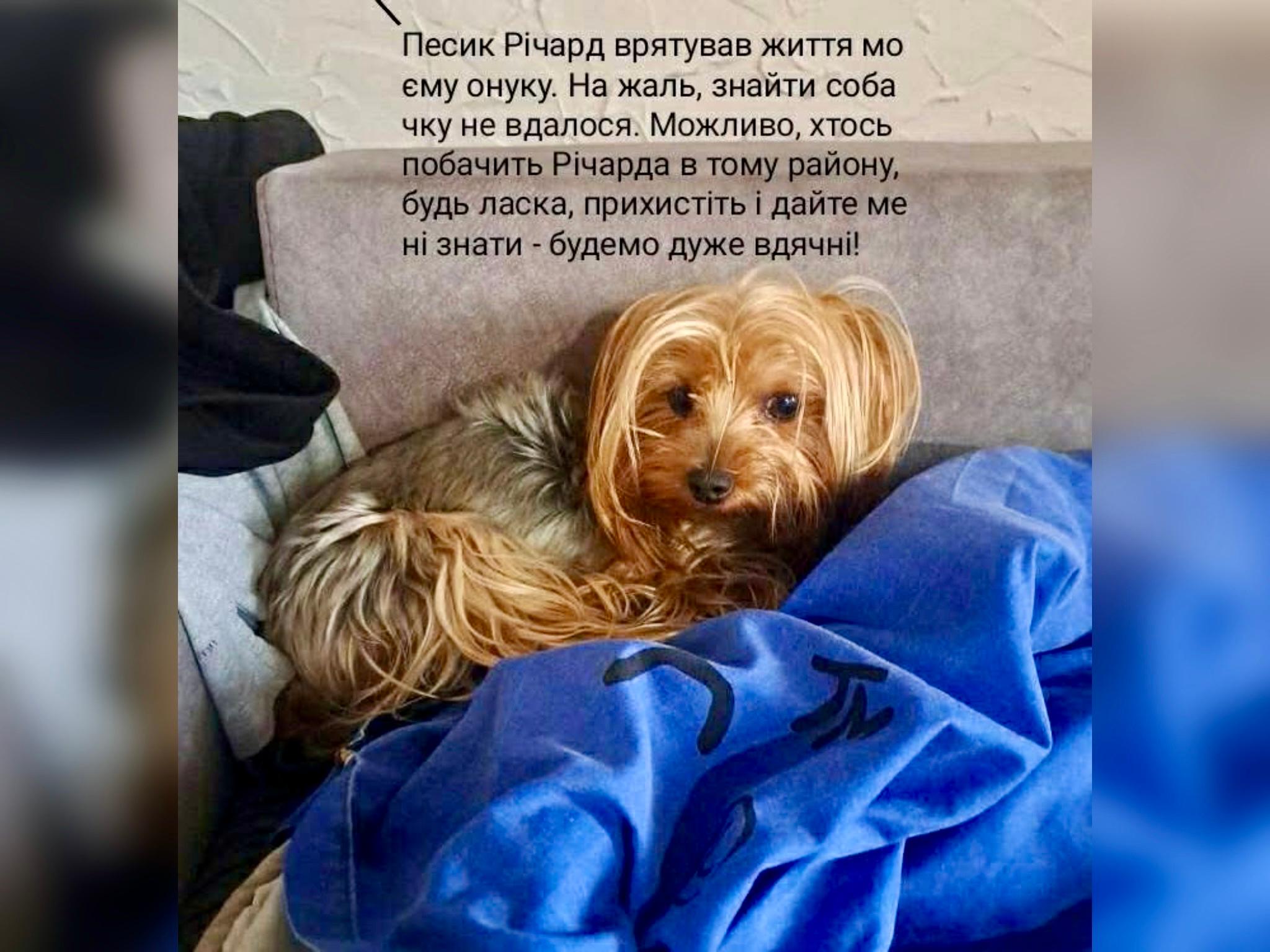 “Мого онука врятувала ця собачка” – на Соломʼянці шукають песика