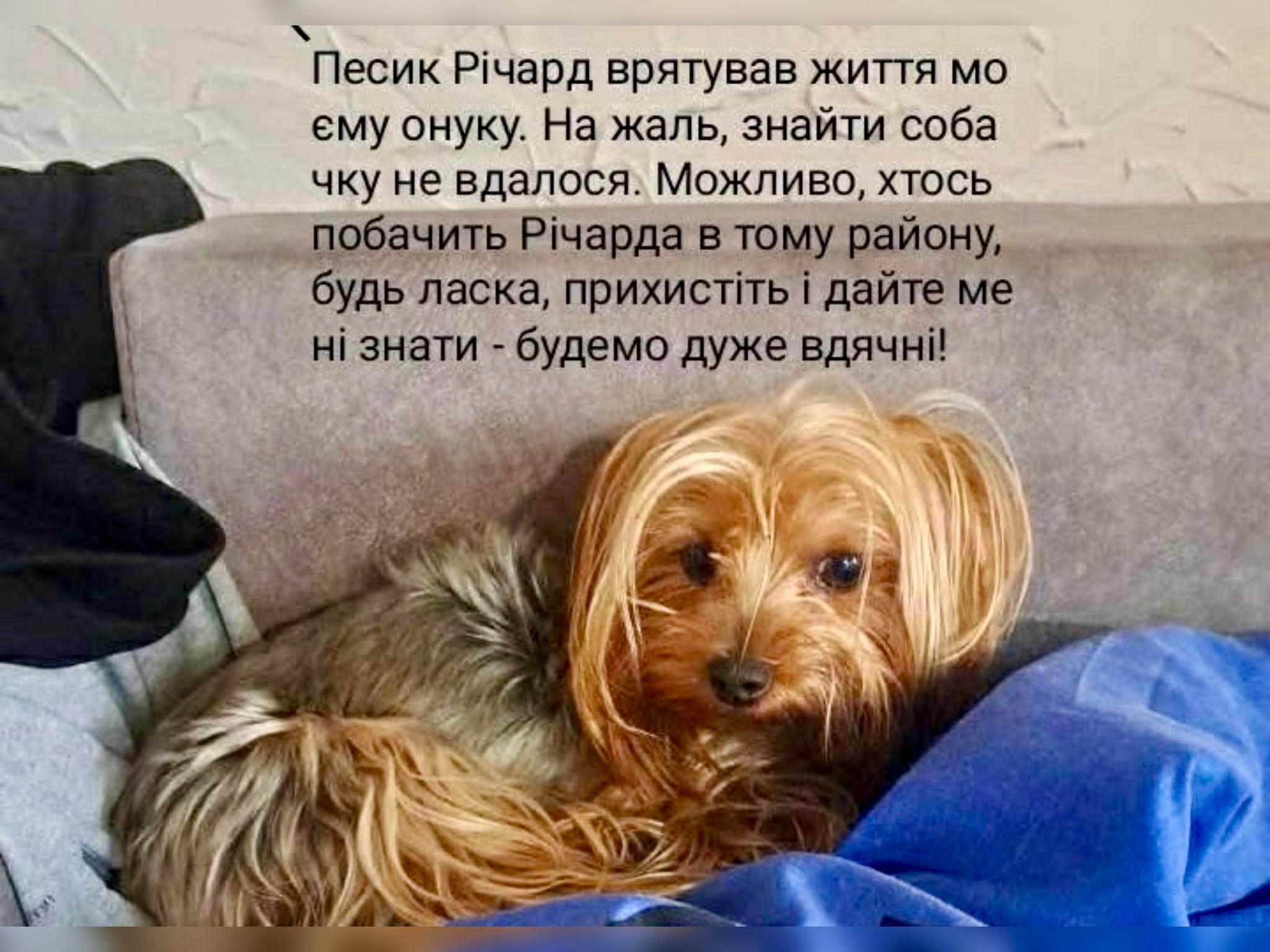 “Мого онука врятувала ця собачка” – на Соломʼянці шукають песика
