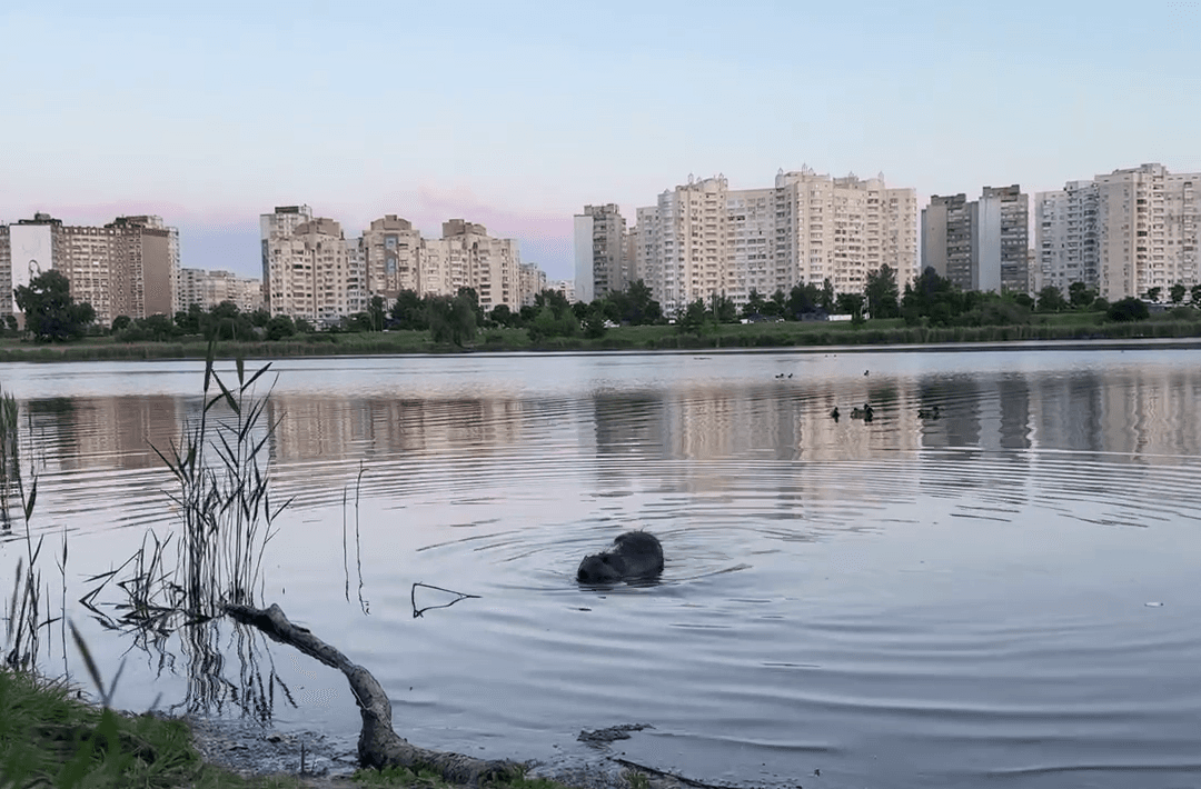 На Лебединому озері оселився бобер, якого прозвали «Дарницьким»