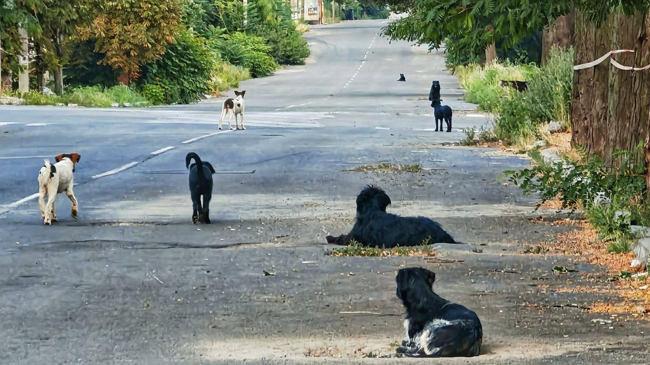“Страшно ходити, гуляти”: маріупольці бояться відпускати дітей до шкіл через зграї собак