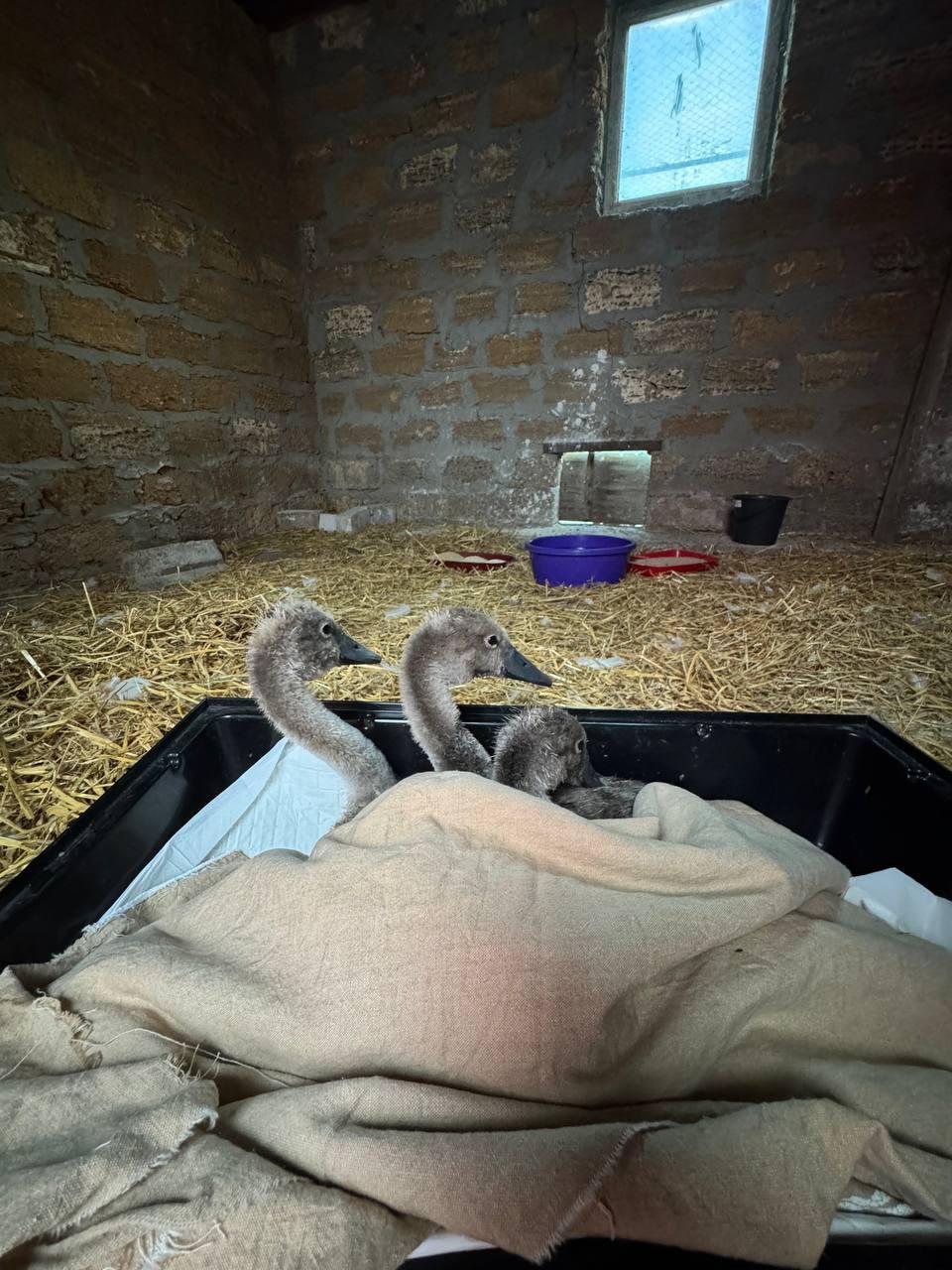 Волонтери врятували трьох лебеденят, які втратили батьків