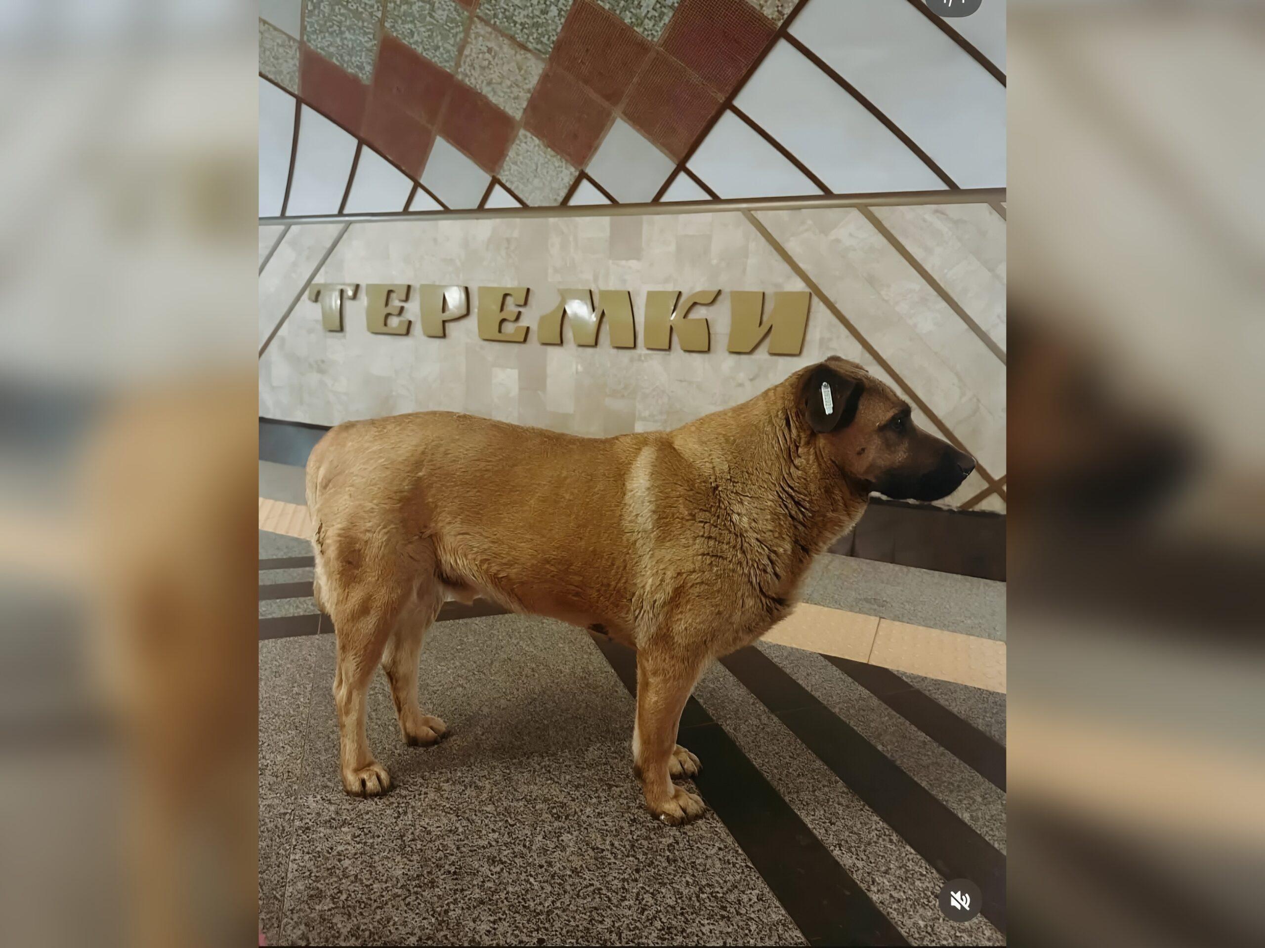 Через скаргу: у Києві песика Мішу не впустили в метро під час обстрілів