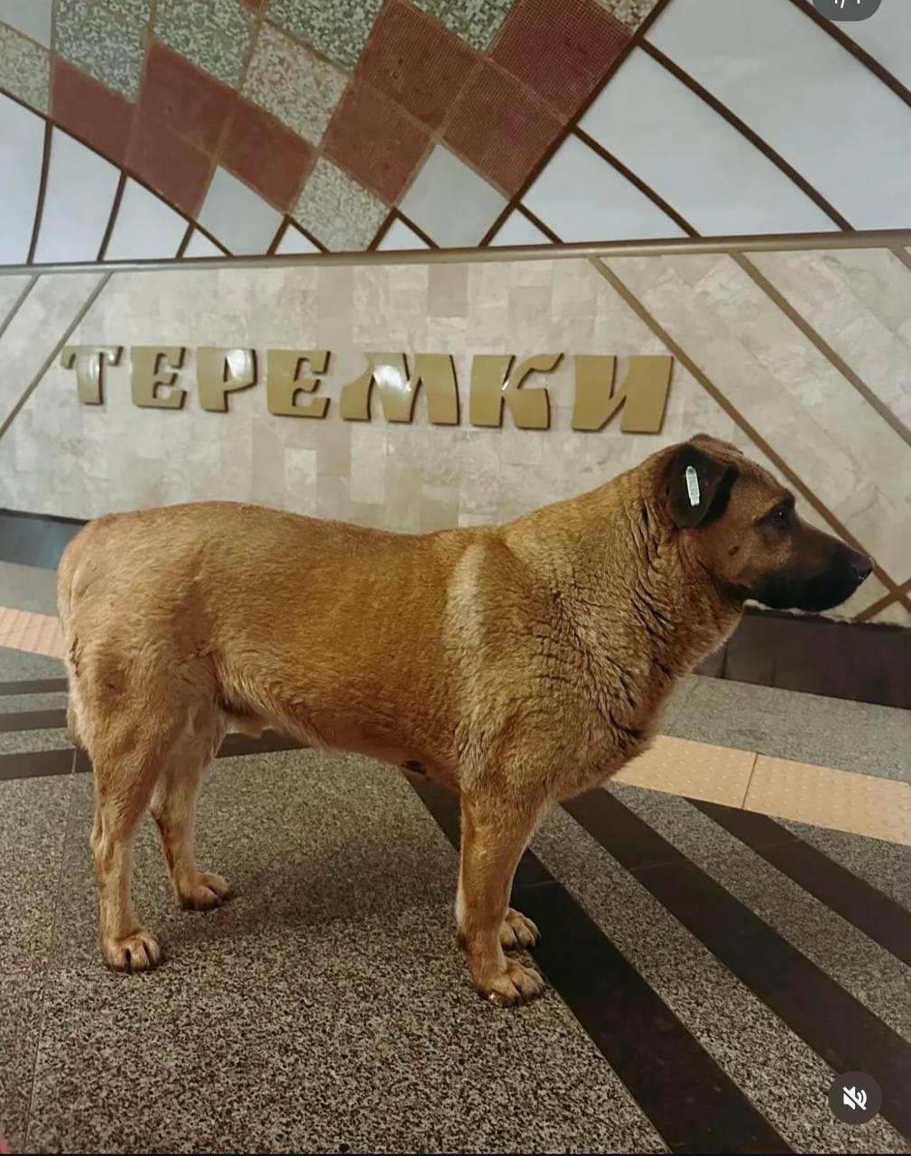 Собаку Мішу не впустили в метро під час тривоги в Києві