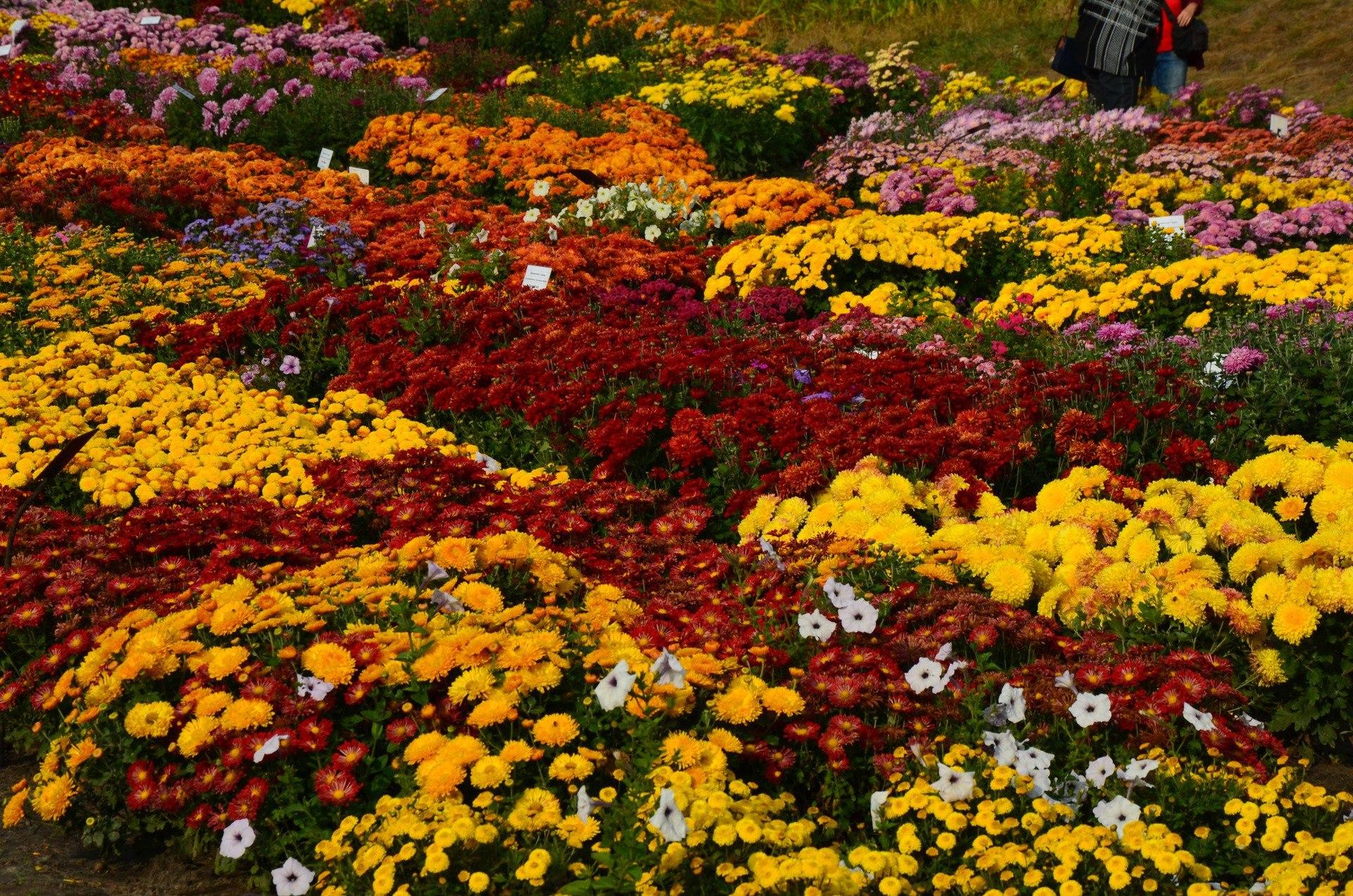 У Ботанічному саду Гришка зацвіли хризантеми