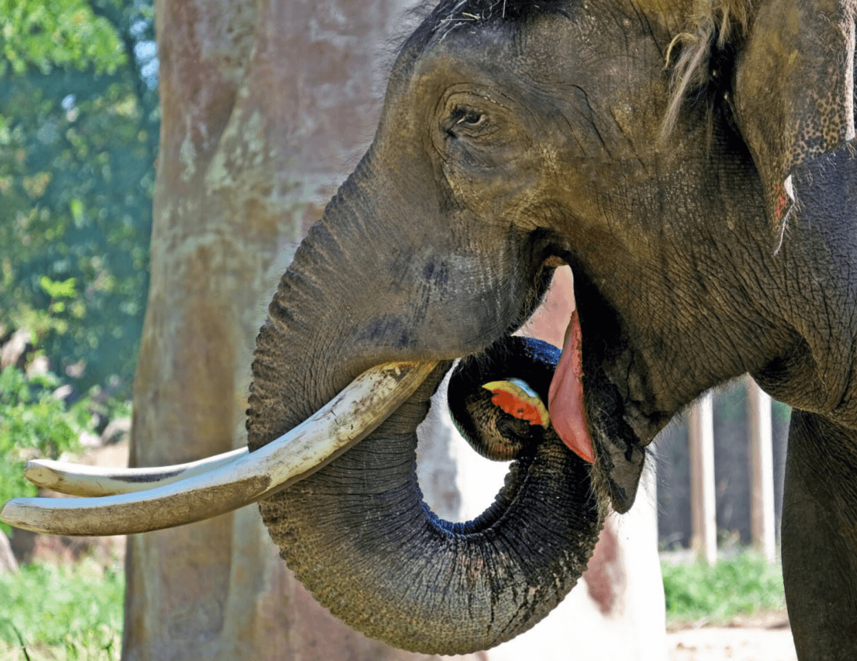 Киян запрошують на фінальний кавуновий вікенд у КиївЗоо