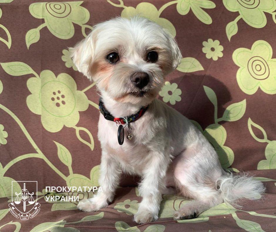 У Києві судитимуть чоловіка, який вбив собаку, кинувши об підлогу