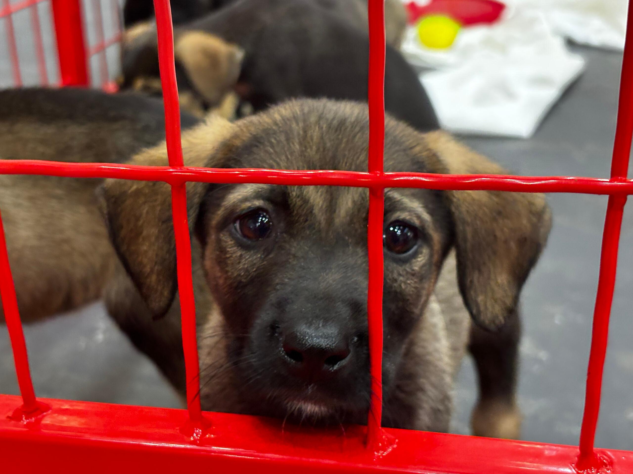 У Києві завершилися Дні адопції: скільки тварин знайшли нові домівки