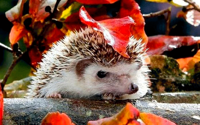 5 парків Києва для осінніх прогулянок