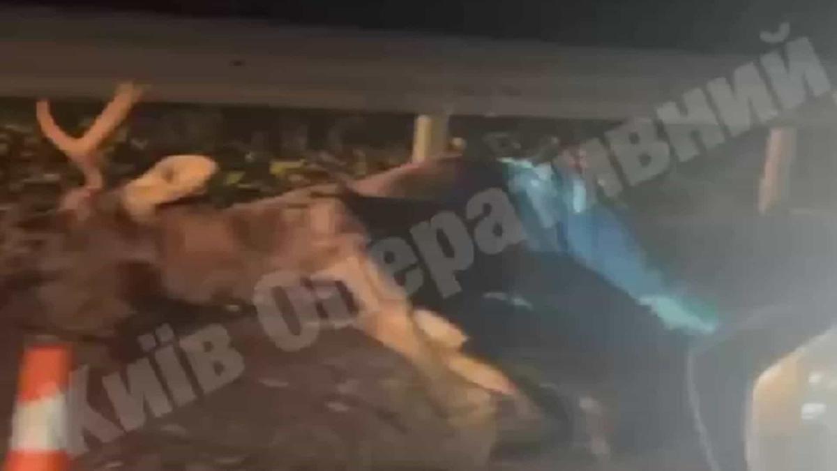 На Київщині Lexus збив лося: водій загинув, пасажир у важкому стані