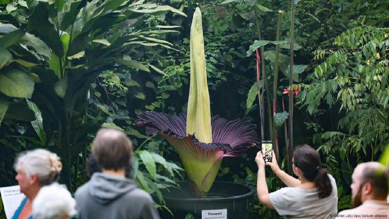 З ботсаду у Дортмунді вкрали найсмердючішу квітку в світі