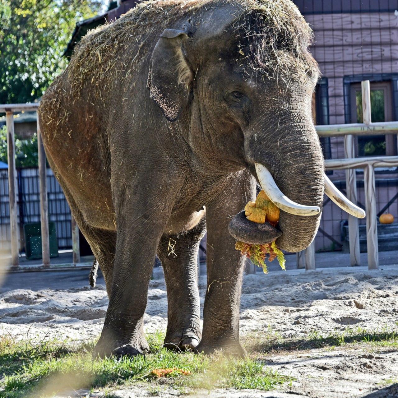 Слон Хорас запрошує: КиївЗоо проведе фінальний гарбузовий вікенд 25 та 26 жовтня
