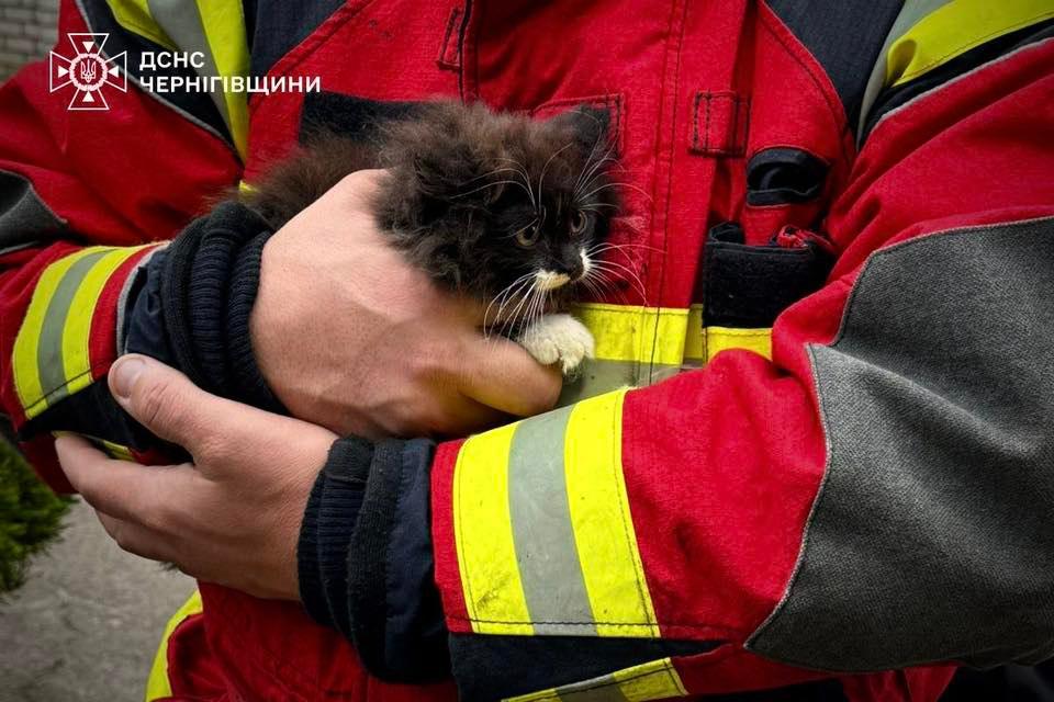 У Чернігові рятувальники ДСНС визволили кошеня із хвіртки