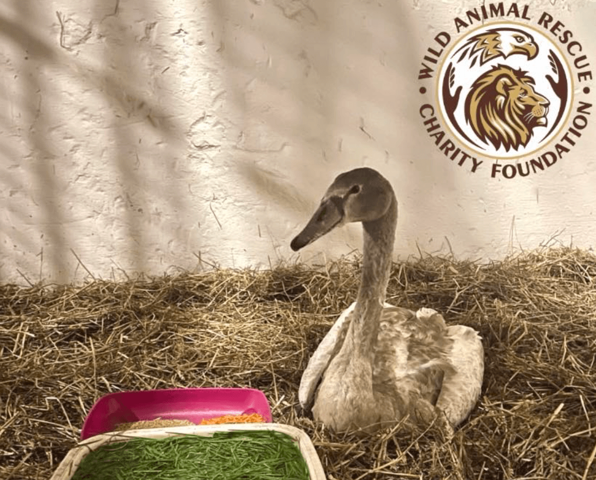 Киян просять допомогти врятувати лебедя зі зламаним крилом