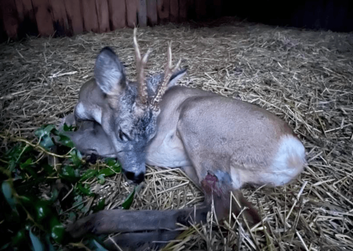 Киян просять допомогти врятувати козулю, яку збила автівка