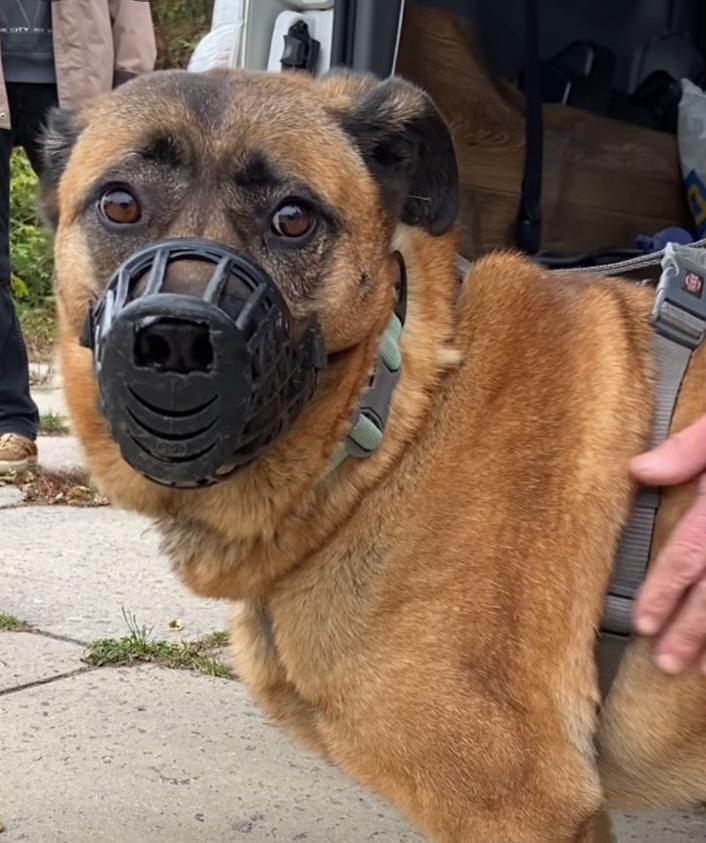 Пес Міша, який ховався від обстрілів у метро «Теремки», знайшов люблячу родину