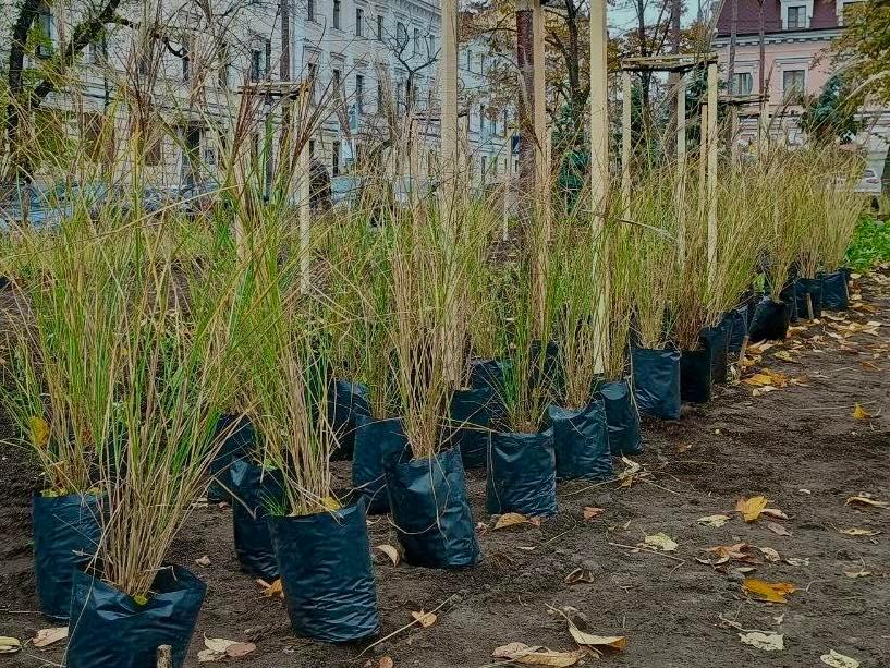 У сквері на Контрактовій площі висадили 16 тисяч багаторічників та декоративних злаків