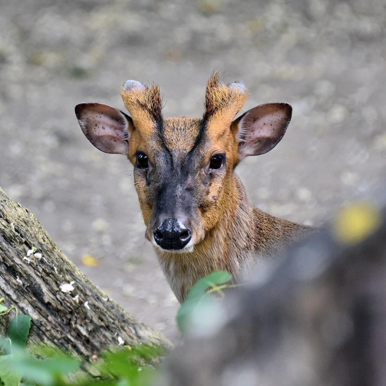 У зоопарку йде на поправку олень Мо, важко поранений під час атаки на Київ