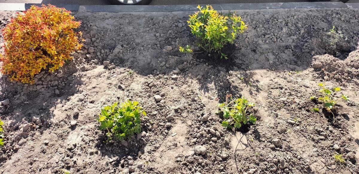 “Юні флористи” повиривали кущі біля корпусу Університету Unbroken у Львові (відео)