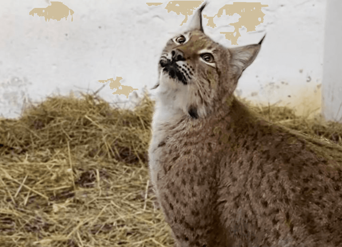 Допоможіть диким старинам пережити холод: Центр порятунку збирає кошти на обігрів