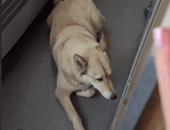 На Івано-Франківщині собака випадково поїхав потягом до Києва — тварину висадили в Яремче, за 35 км від місця, де вона жила