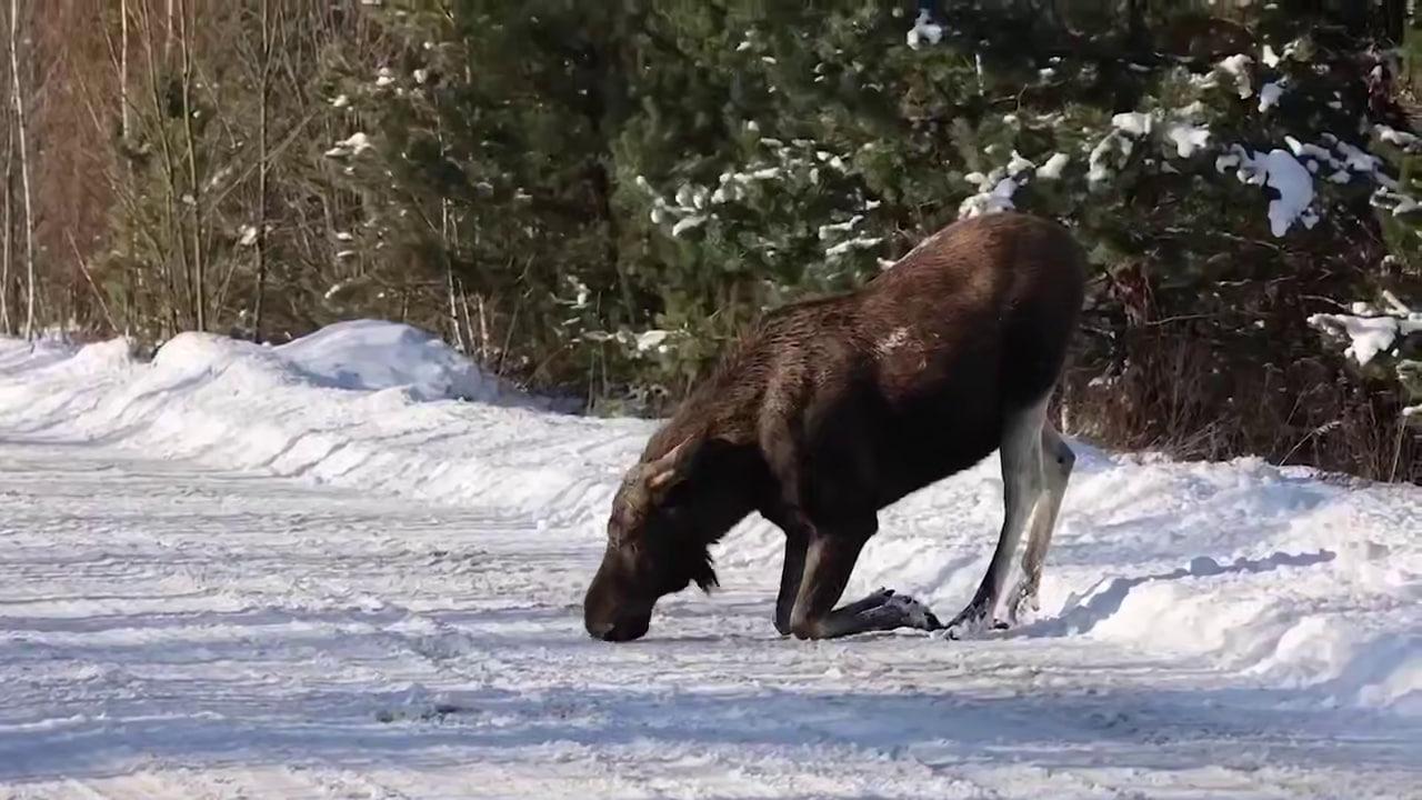 У Чорнобильській зоні зняли відео, як лось “навколішки” злизує сіль з дороги