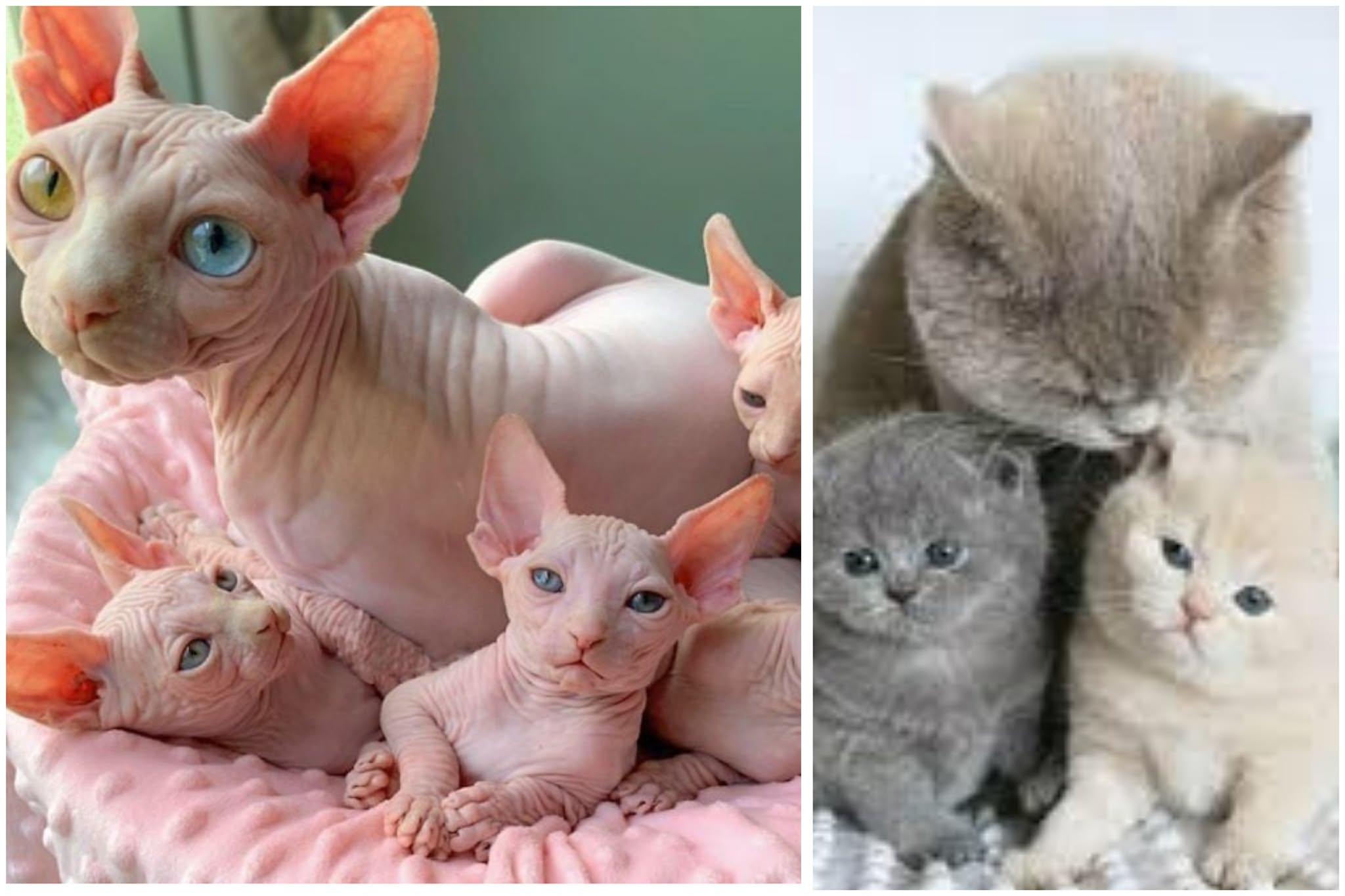 У Нідерландах з нового року заборонили утримувати котів, які найчастіше хворіють