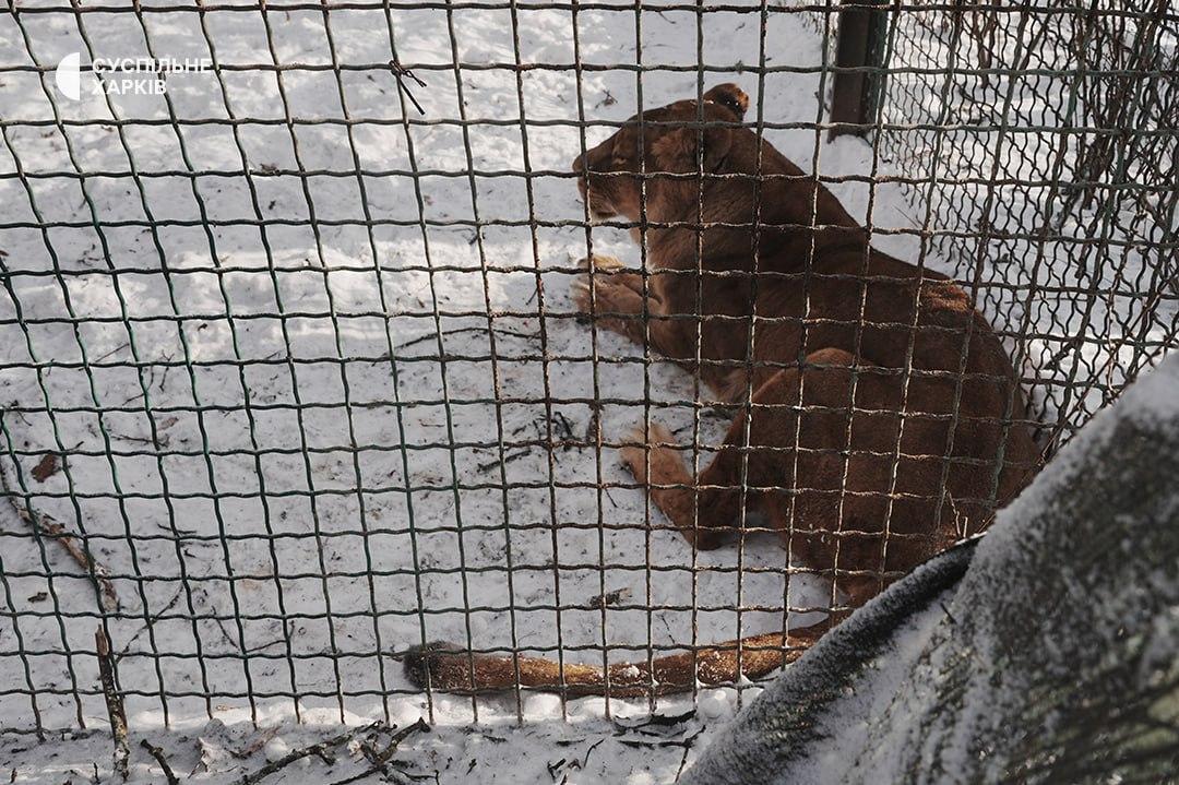 Загрози життю левів після авіаударів по Фельдман екопарку немає