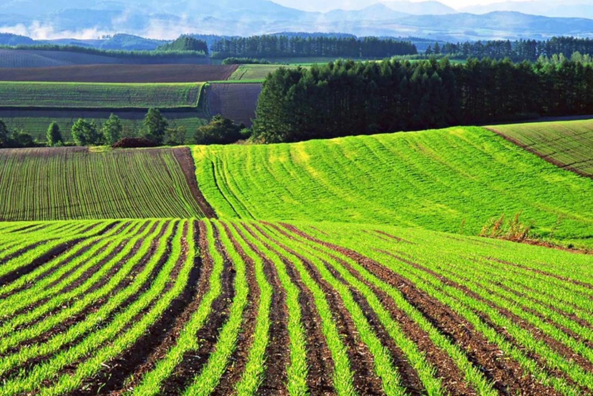 Множинне громадянство може «обійти» заборону для іноземців на ринку землі