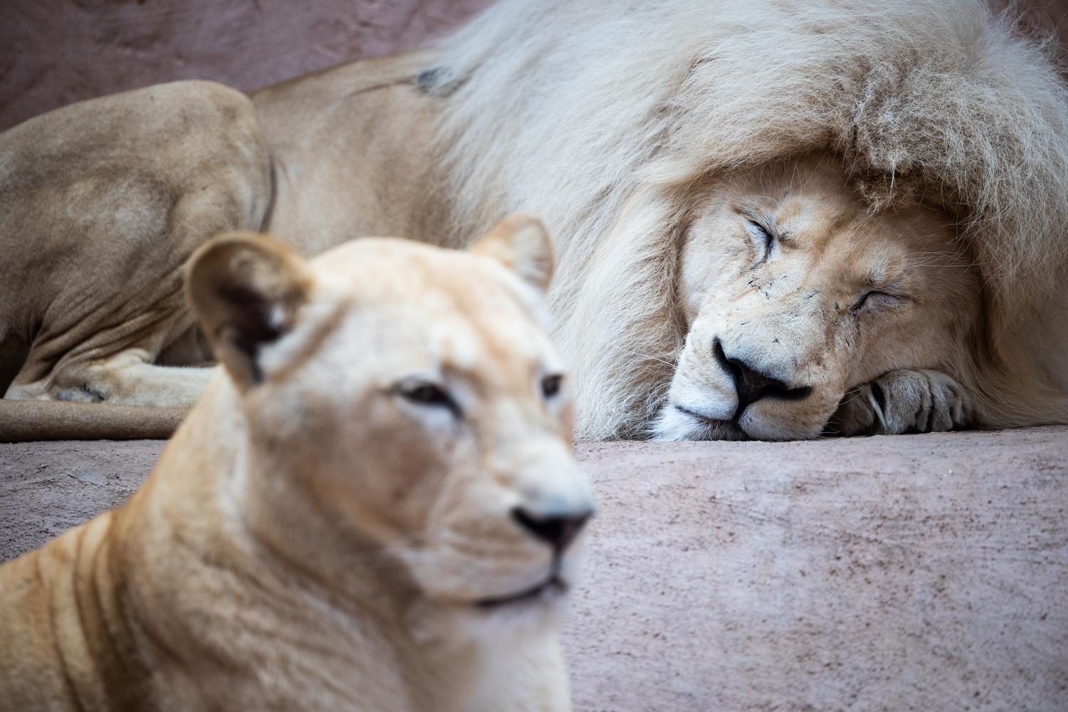 Зима 2026: зоопарк “XII Місяців” пережив морози до -25°C та готується до нового сезону