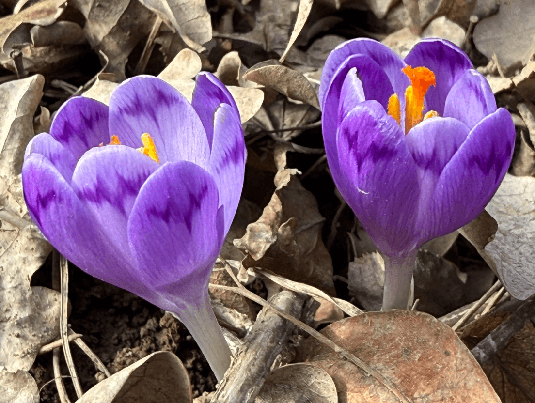 Весна вже близько: на Закарпатті зацвіли шафрани